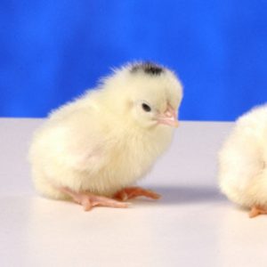 Mottled Japanese Bantam Chickens for Sale | Cackle Hatchery®