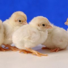 Red Pyle Old English Bantam Chicks | Cackle Hatchery®