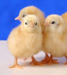 Buff Orpington Bantam - Chicks for Sale | Cackle Hatchery®