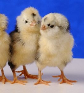 Mottled Houdan Chickens - Chicks for Sale | Cackle Hatchery®