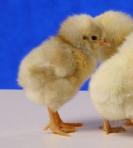 White Plymouth Rock Chicken - Baby Chicks for Sale | Cackle Hatchery®