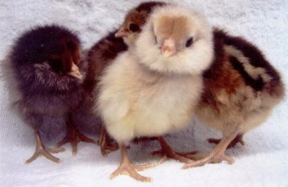 easter baby chicks