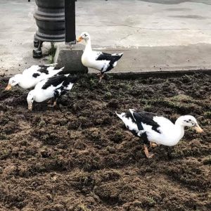 Ancona Ducks - Baby Ducks For Sale | Cackle Hatchery®