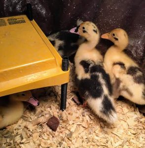 Ancona Ducks - Baby Ducks For Sale | Cackle Hatchery®