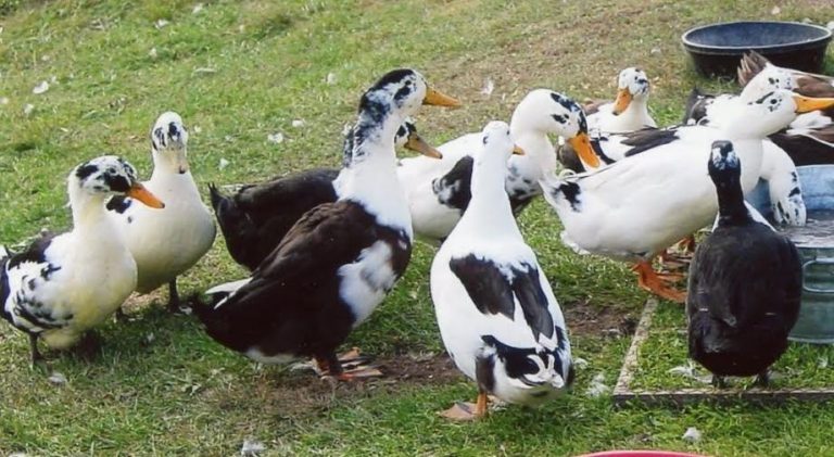 Ancona Ducks - Baby Ducks For Sale | Cackle Hatchery®