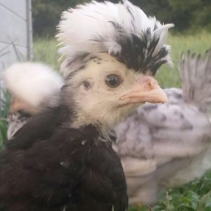 Polish Chicken Surplus Specials | Cackle Hatchery®