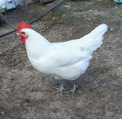 Austra White - White Egg Laying Chickens for Sale | Cackle Hatchery®