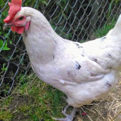 Austra White - White Egg Laying Chickens for Sale | Cackle Hatchery®