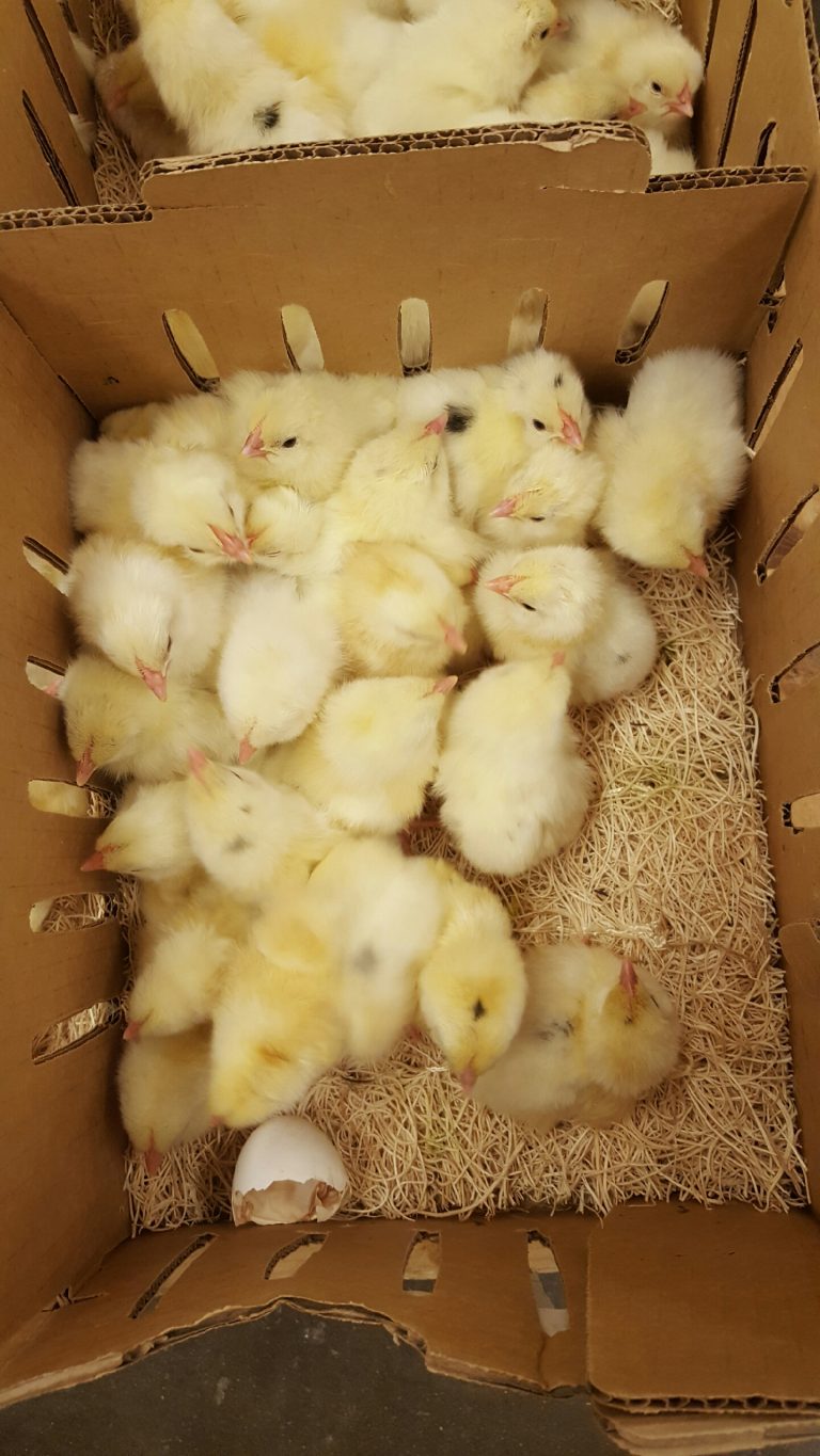 Austra White - White Egg Laying Chickens for Sale | Cackle Hatchery®