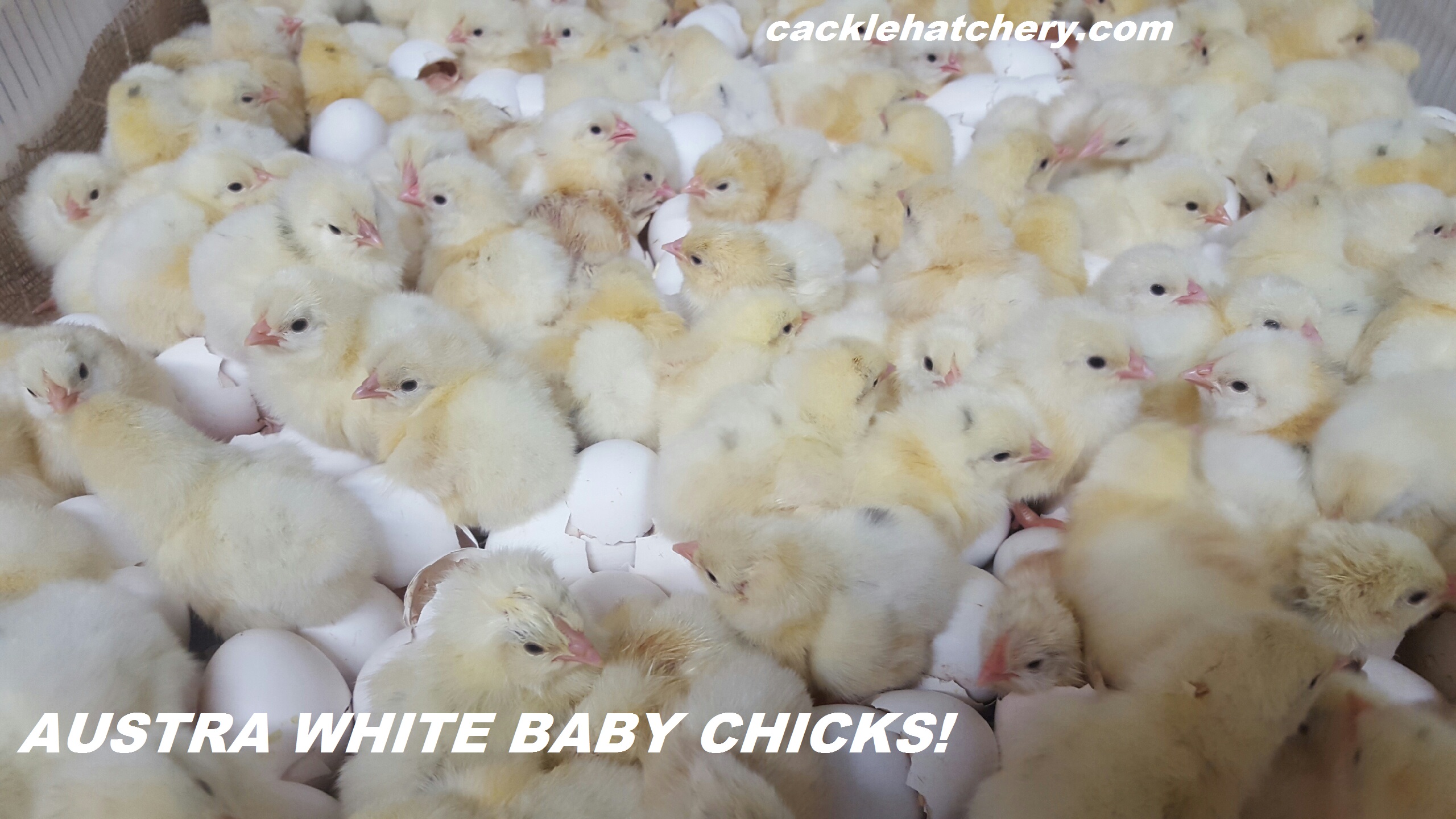 White Chicks: White meat only! 