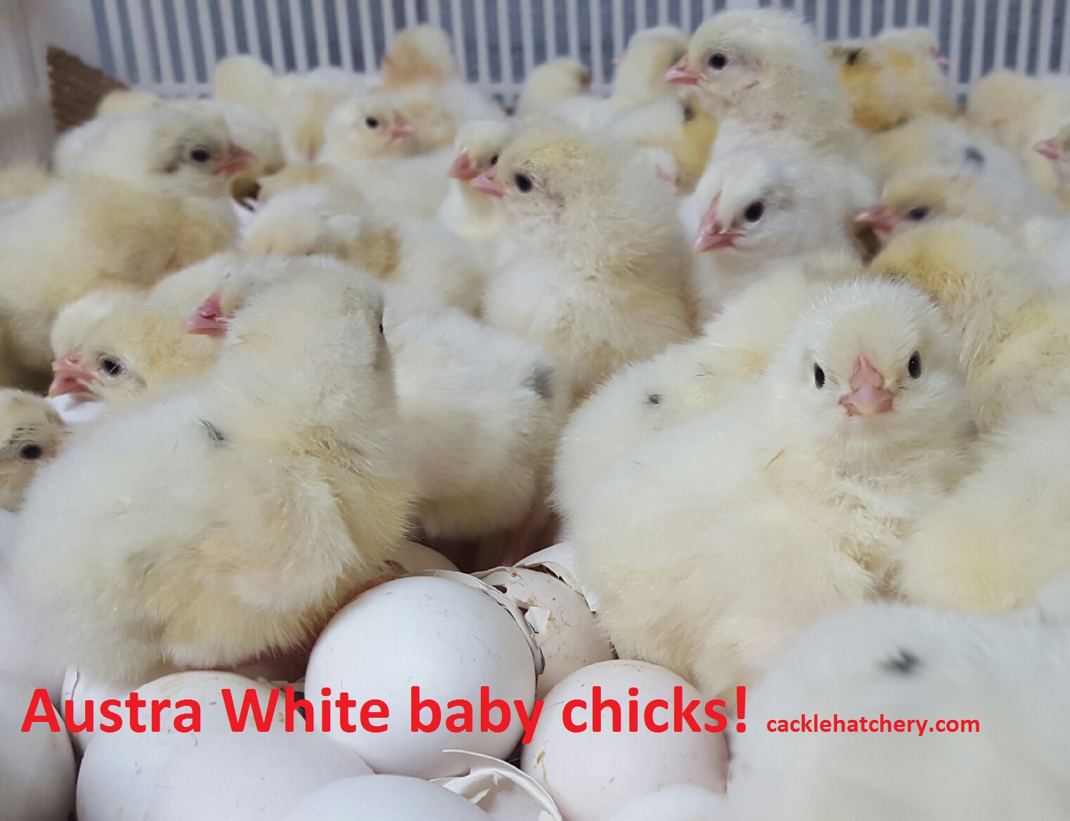 white baby chickens