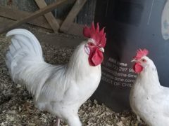 Austra White - White Egg Laying Chickens for Sale | Cackle Hatchery®