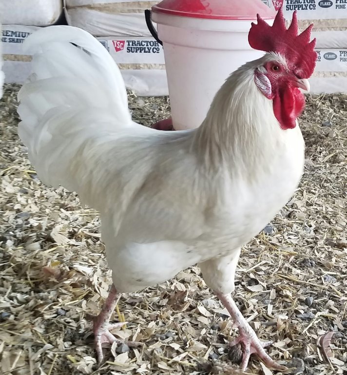 https://www.cacklehatchery.com/wp-content/uploads/2015/01/aw_rooster.jpg