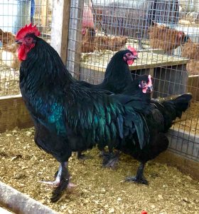 French Black Marans - Dark Brown Egg Layer | Cackle Hatchery®