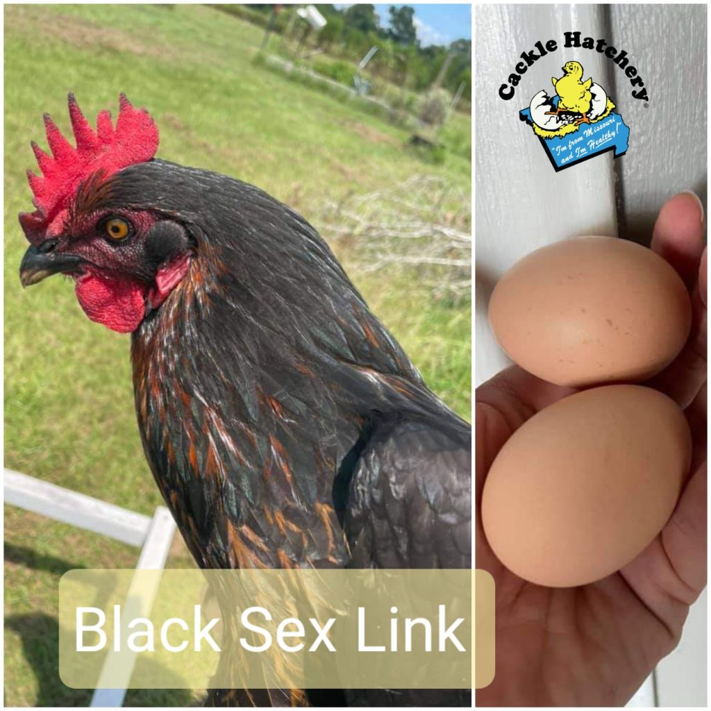 Black Sex Link Chickens Brown Egg Layers Cackle Hatchery®