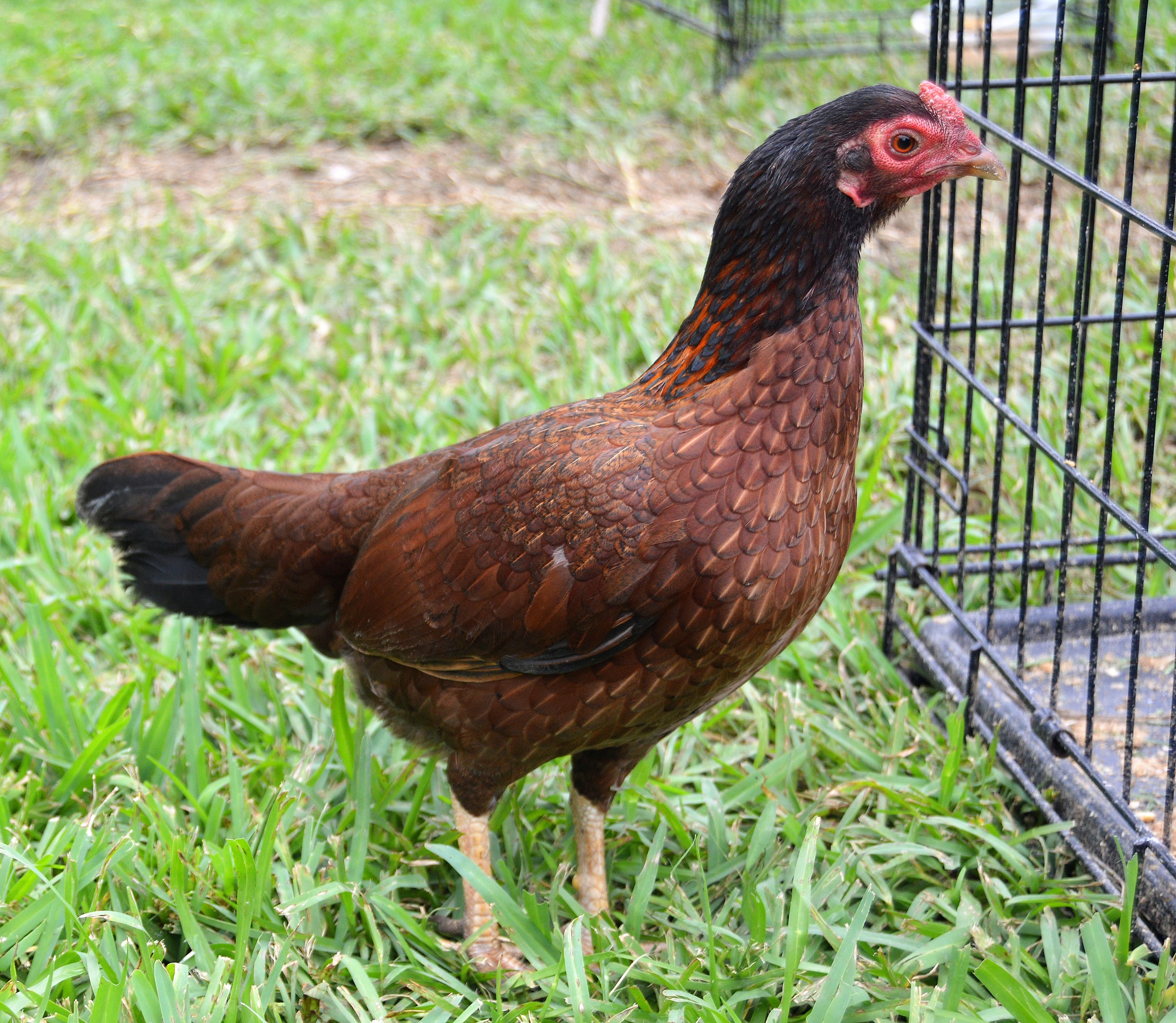 black and red chicken breeds