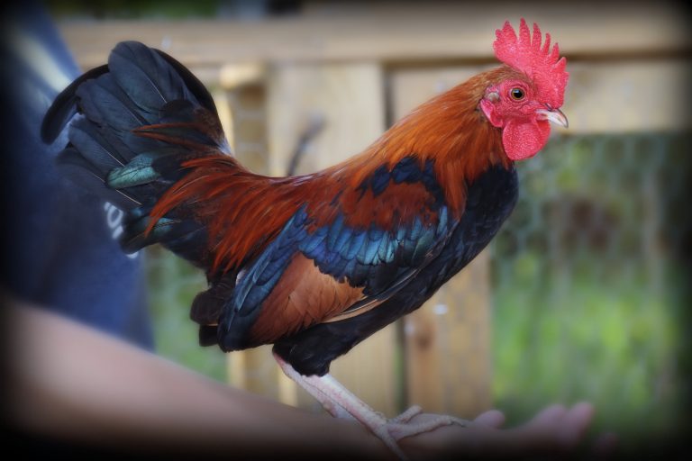 Black Breasted Red Old English Bantams | Cackle Hatchery®