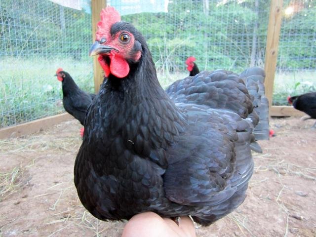 jersey giant hens