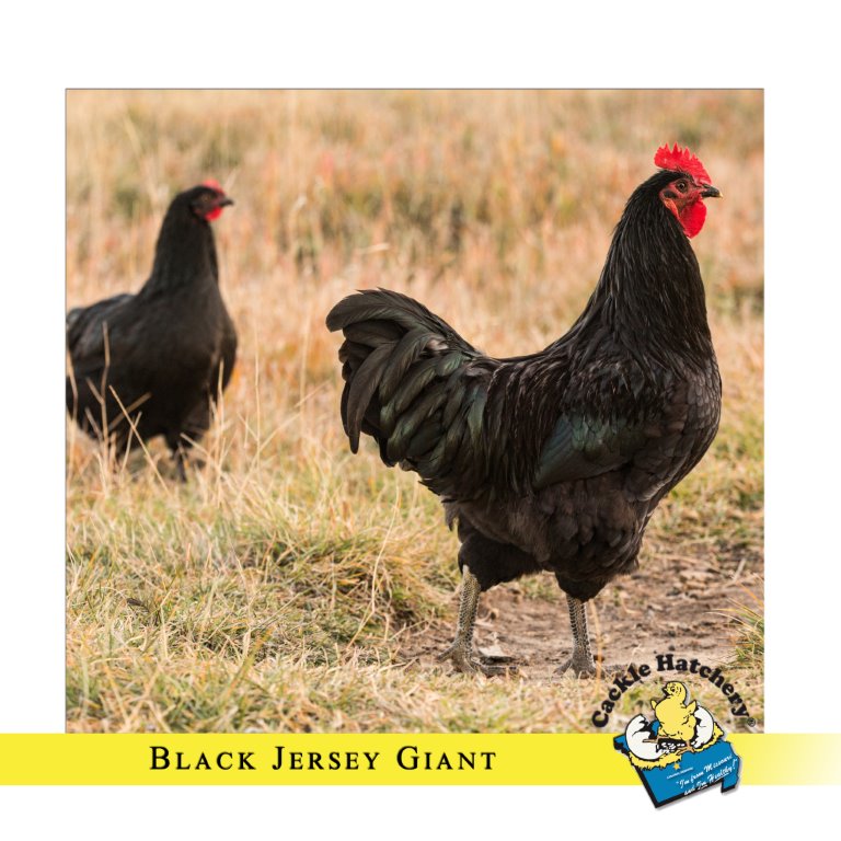 12 Black Chicken Breeds - Cackle Hatchery