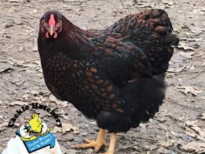 Black Laced Red Wyandotte Chicks for Sale | Cackle Hatchery®