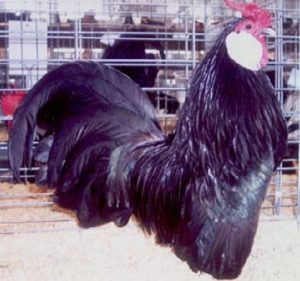 Black Rosecomb Bantam Chickens For Sale Cackle Hatchery