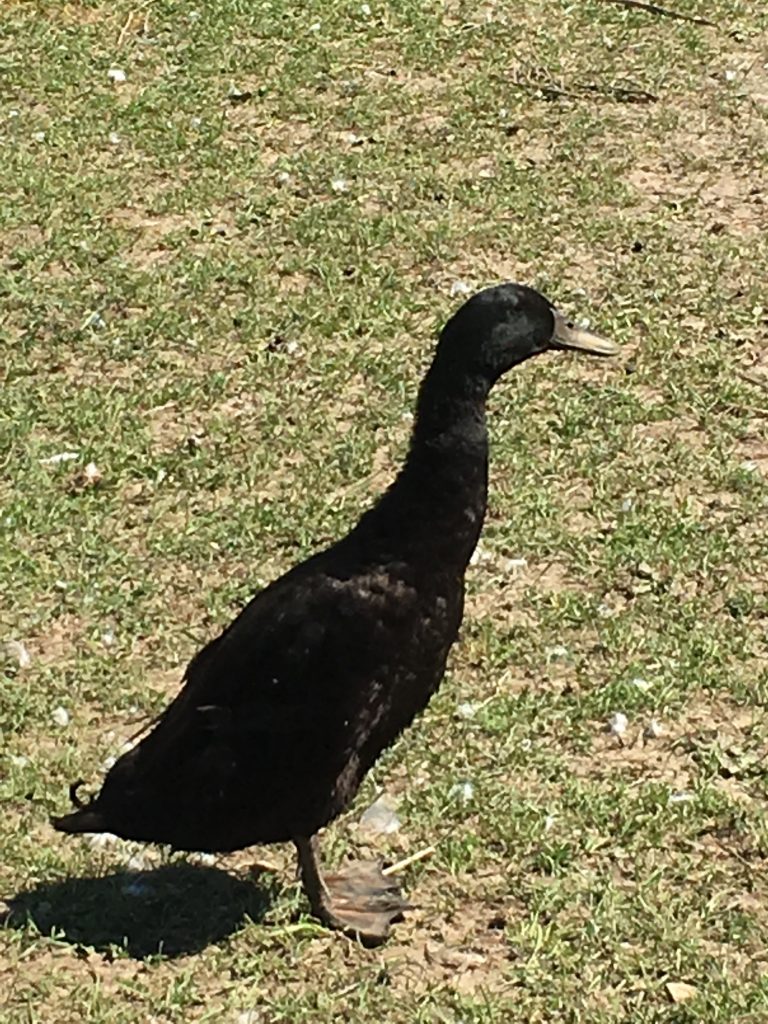 Black Runner Duck : Baby Ducklings for Sale | Cackle Hatchery®