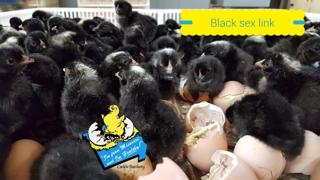 Black Sex Link Brown Egg Laying Chickens Cackle Hatchery®