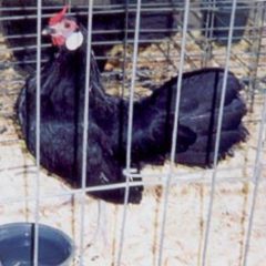 Black Rosecomb Bantam Chickens For Sale Cackle Hatchery