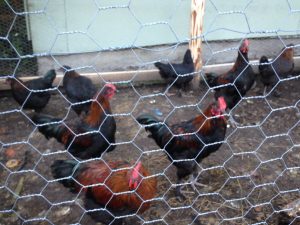 French Black Copper Marans Chicken Breeds | Cackle Hatchery®