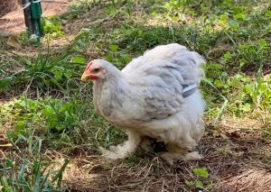 Splash Cochin - Standard Cochin Chickens | Cackle Hatchery®