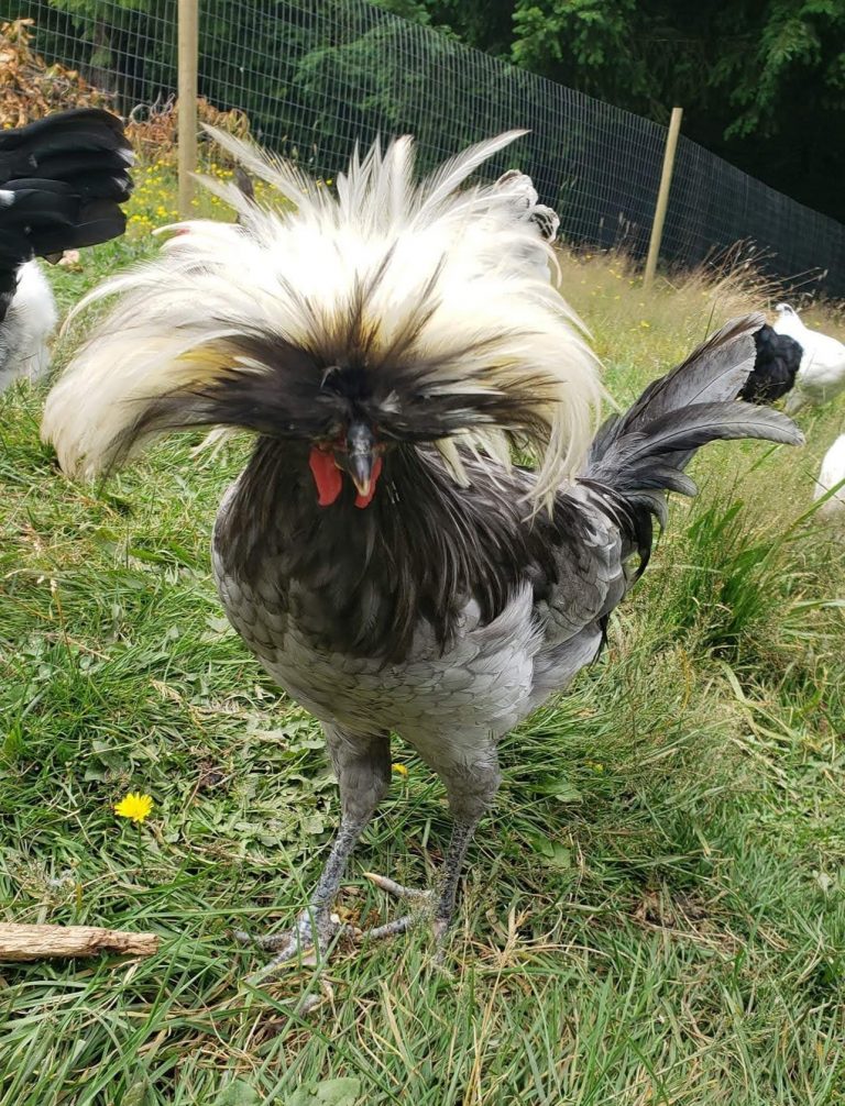 White Crested Blue Polish Chicken for Sale - White Egg Layers | Cackle