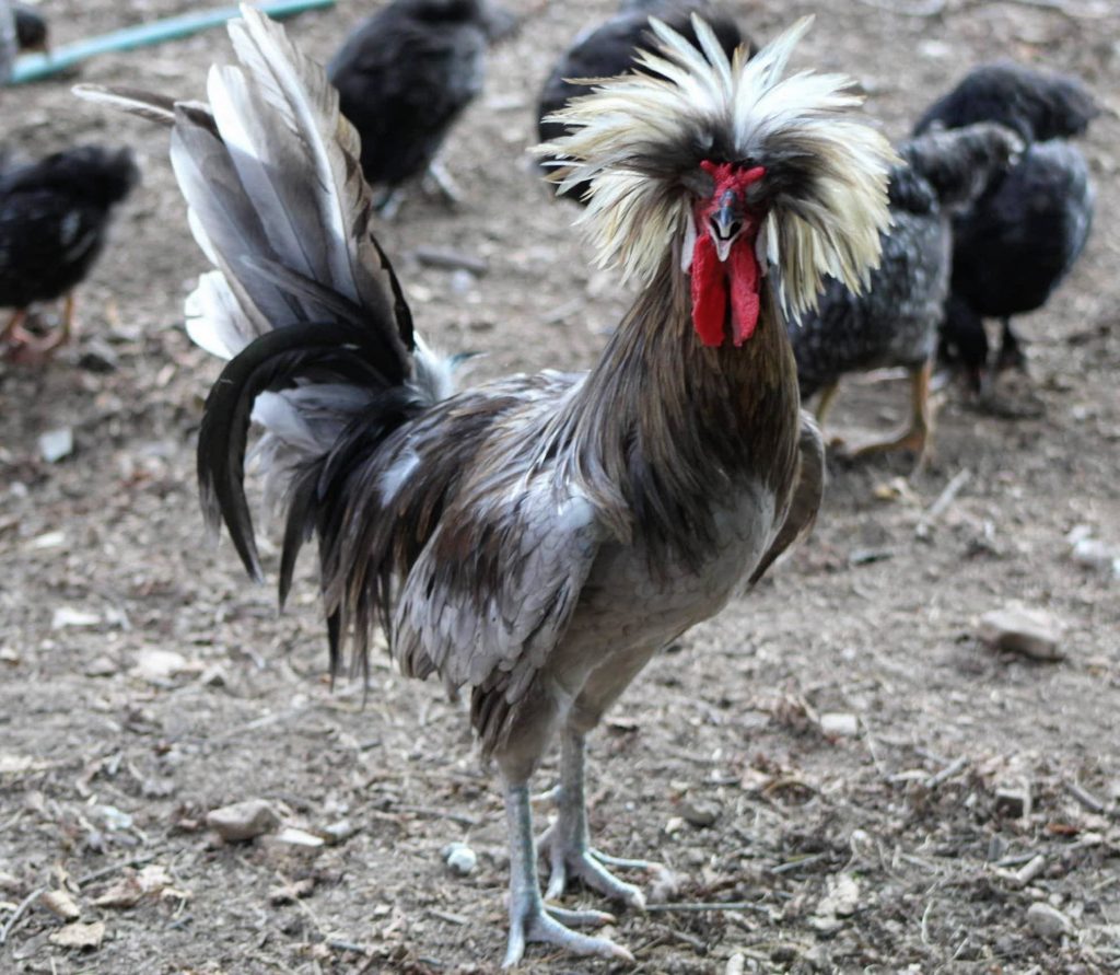 White Crested Blue Polish Chicken for Sale - White Egg Layers | Cackle ...