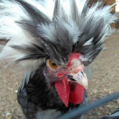 White Crested Blue Polish Chicken for Sale - White Egg Layers | Cackle ...