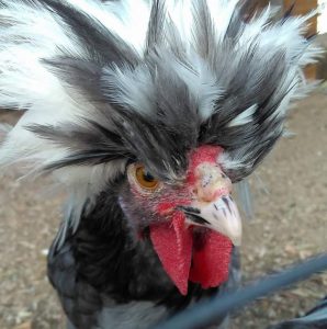 White Crested Blue Polish Chicken for Sale - White Egg Layers | Cackle ...