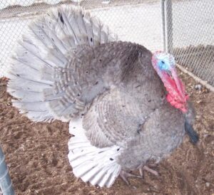 Blue Slate Turkey - Turkey Poults for Sale | Cackle Hatchery®