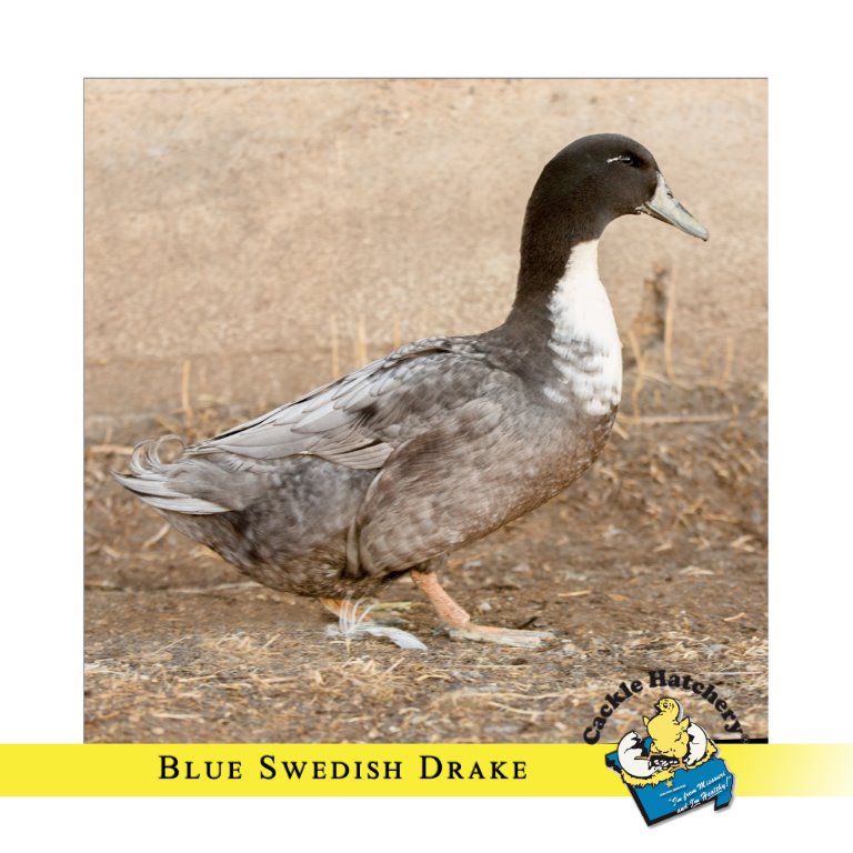 blue swedish duck