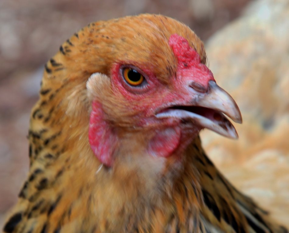 Brahma Bantam chicken hatcheries and breeders — The Featherbrain