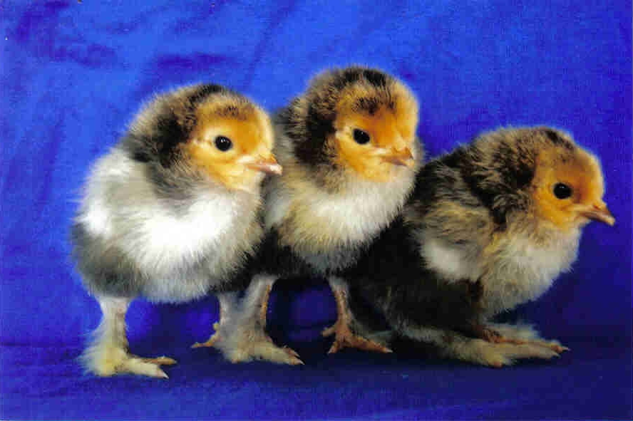 Buff Laced Brahma Trio - 1 year old  BackYard Chickens - Learn How to  Raise Chickens
