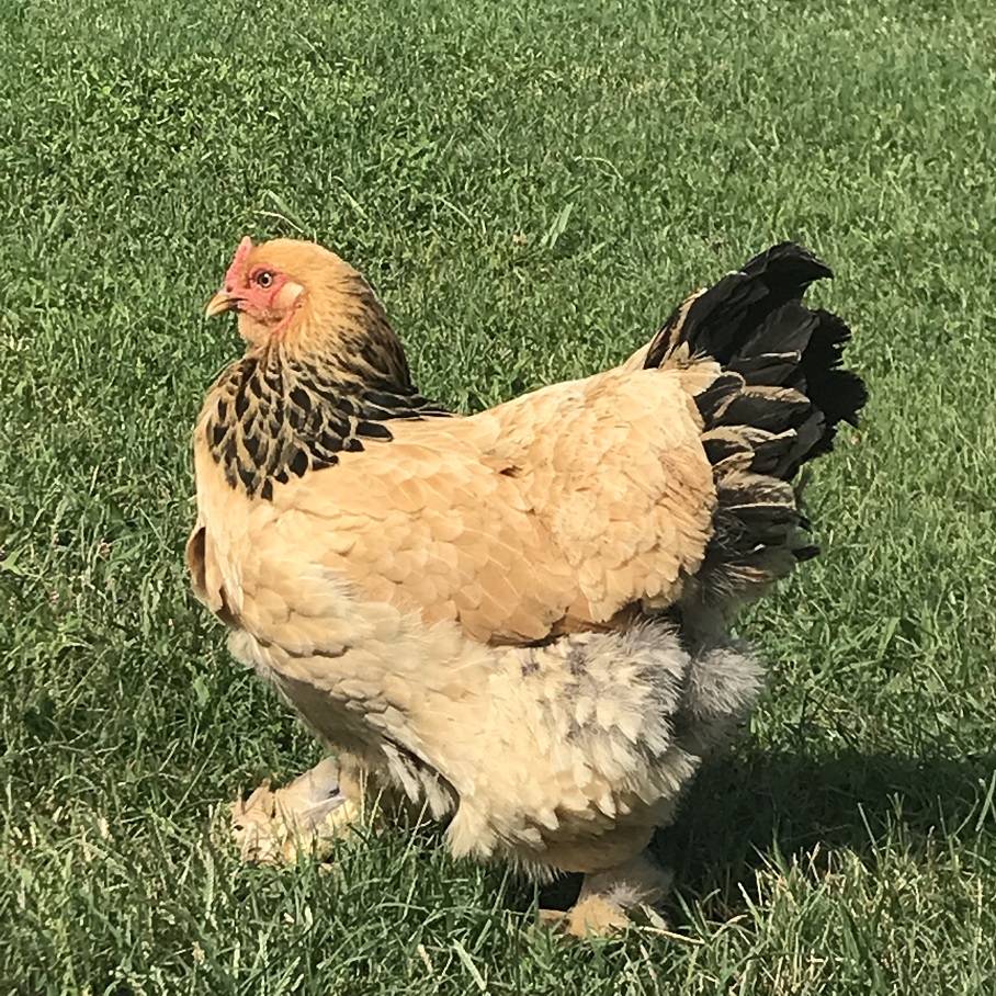 My beautiful buff brahma hen Betty. 14 months. : r/chickens