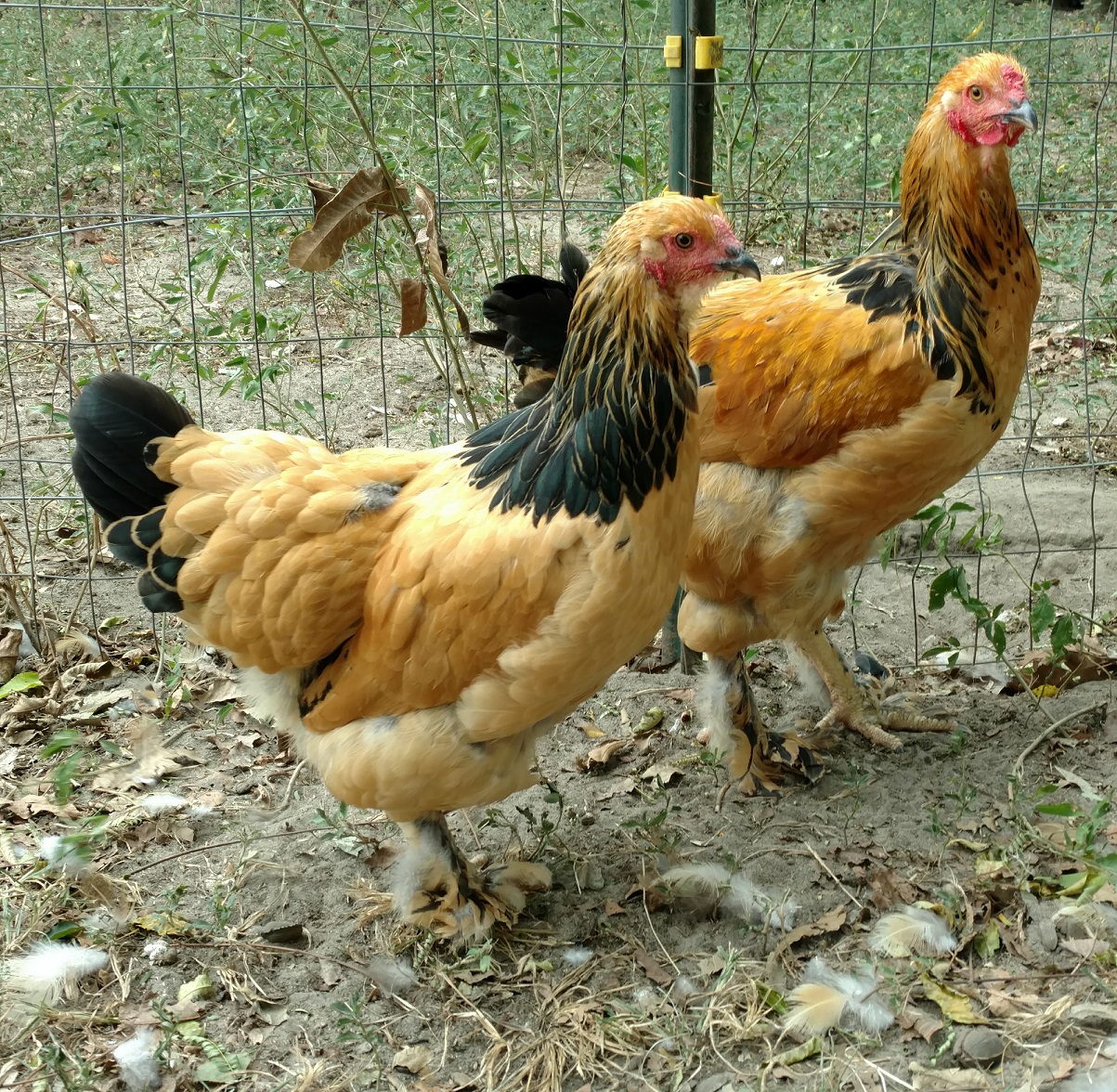 Buff Laced Brahma  Glendevon Poultry