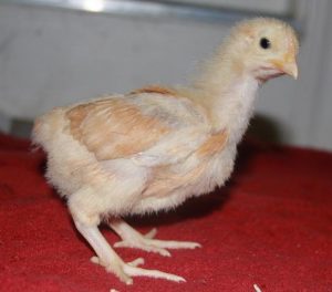 Buff Orpington Baby Chicks For Sale - Poultry For Sale | Cackle Hatchery®