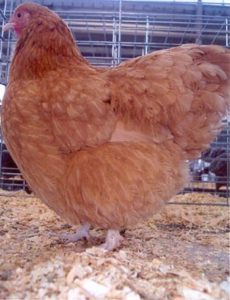 Buff Orpington Bantam - Chicks for Sale | Cackle Hatchery®