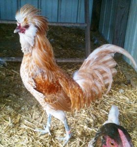 Buff Laced Polish Chicken - Chicks for Sale | Cackle Hatchery®