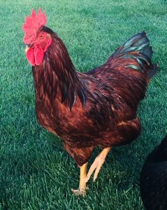 Cherry Egger™ - Brown Egg Laying Chickens | Cackle Hatchery®