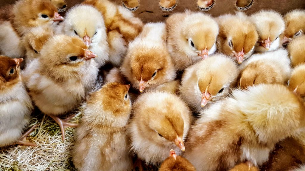 Cinnamon Queen™ Chickens - Baby Chicks for Sale | Cackle Hatchery®