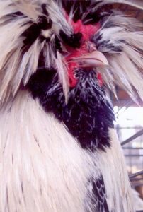 Silver Laced Polish Chicken - Baby Chicks for Sale | Cackle Hatchery®