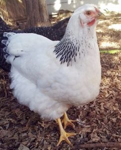 Columbian Wyandotte - Baby Chicks for Sale | Cackle Hatchery®