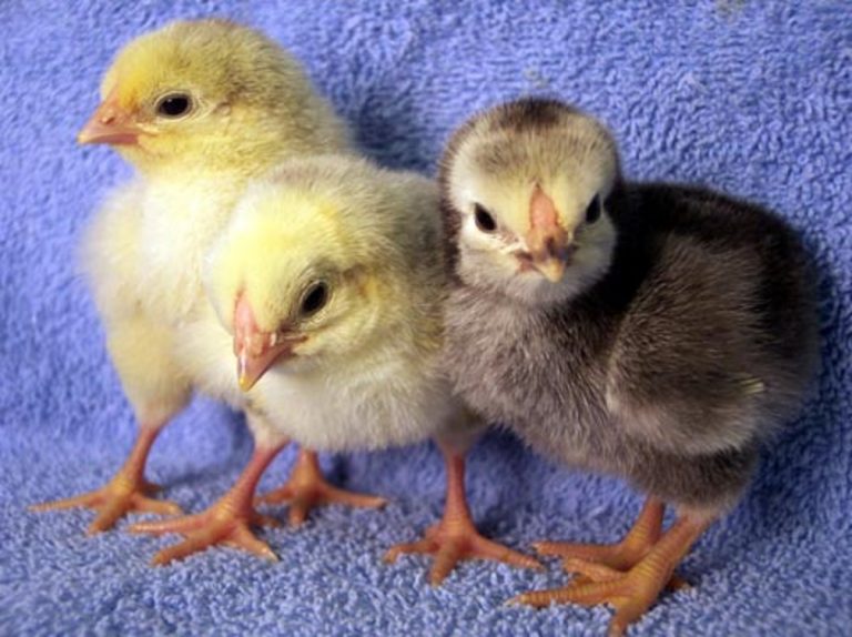 Columbian Wyandotte - Baby Chicks for Sale | Cackle Hatchery®