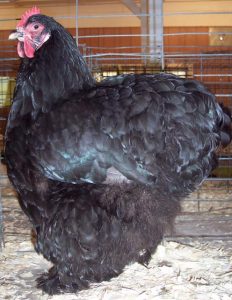 Black Cochins - Standard Cochin Baby Chicks | Cackle Hatchery®