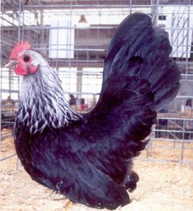 Gray Japanese Bantam Chickens for Sale | Cackle Hatchery®